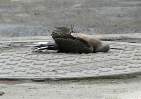 一直看到死掉的鳥|為什麼幾乎見不到鳥類的屍體？它們死後的屍體都去哪裡了？